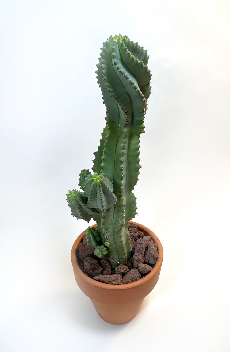 Euphorbia fruticosa inermis 19cm Kaktüs - El Yapımı Çömlek Saksıda Çap:9 |Yükseklik:10