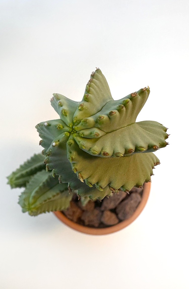 Euphorbia fruticosa inermis 19cm Kaktüs - El Yapımı Çömlek Saksıda Çap:9 |Yükseklik:10
