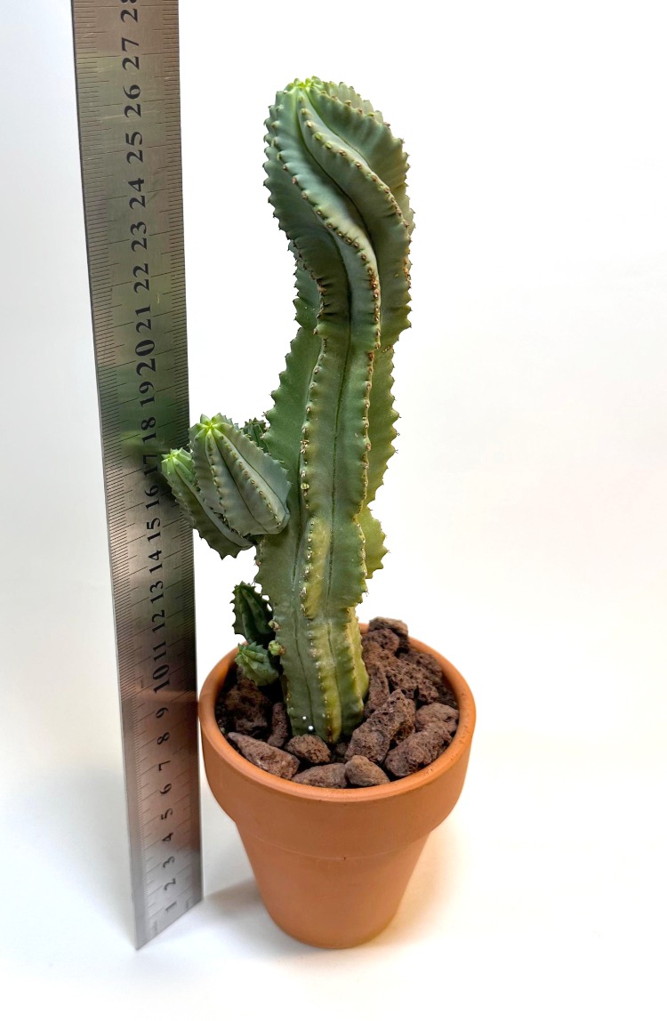 Euphorbia fruticosa inermis 19cm Kaktüs - El Yapımı Çömlek Saksıda Çap:9 |Yükseklik:10