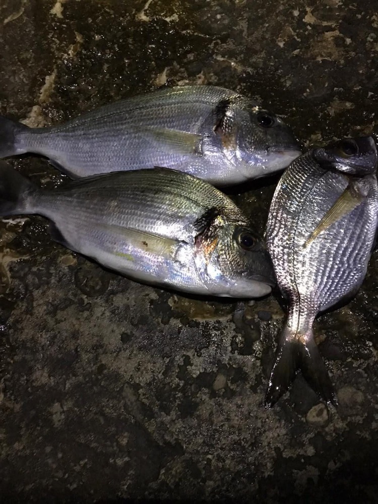 Yılan Dili Özel Yapım Çupra Takımı (50gr, 75gr, 100gr)
