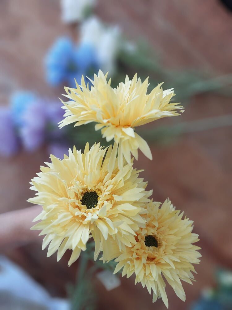 Gerbera Dalı  70 cm 
