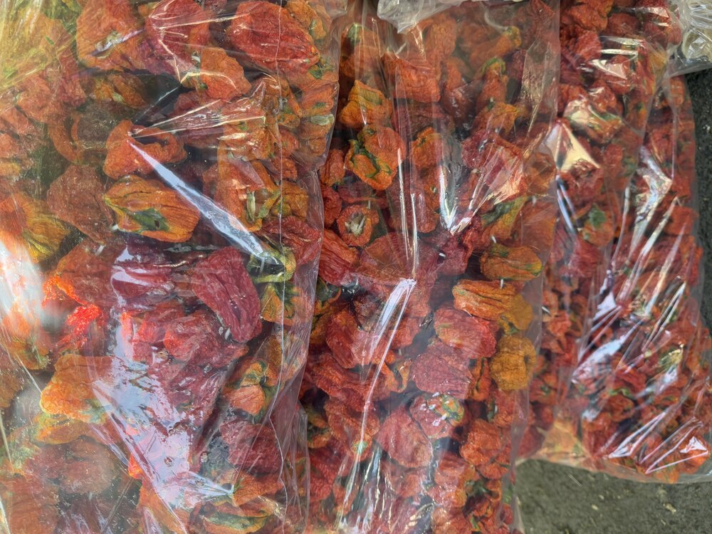 Kurutulmuş Dolma Biber  (Yeni sezon)