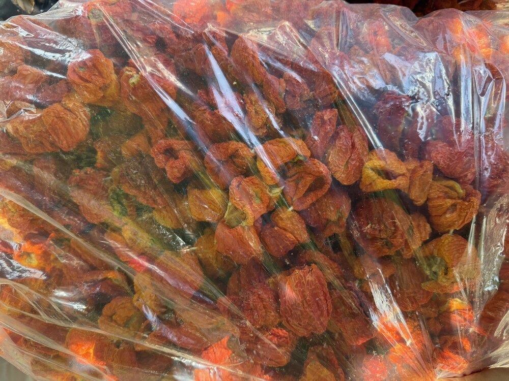 Kurutulmuş Dolma Biber  (Yeni sezon)