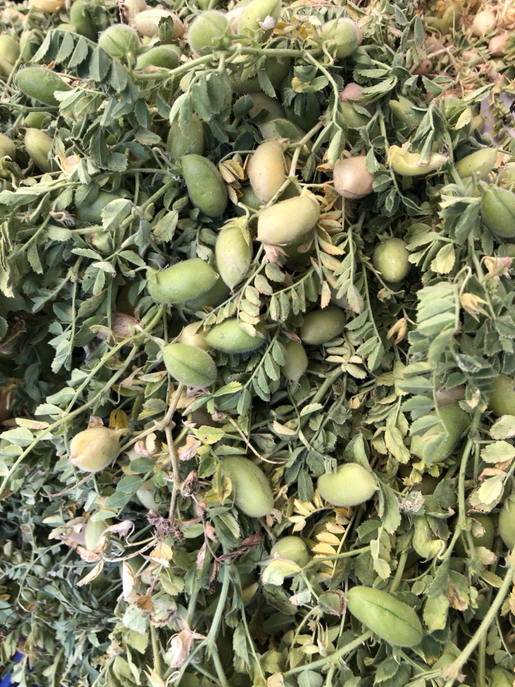 Nohut 1kg Yerli Mahsul- Yeni sezon