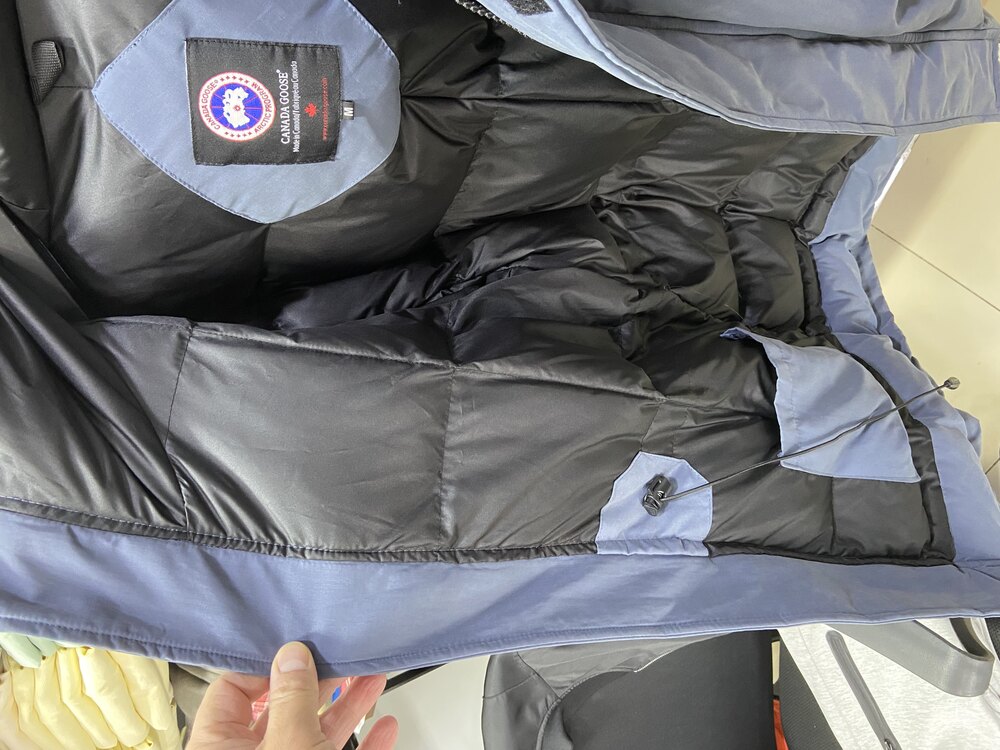 Canada goose