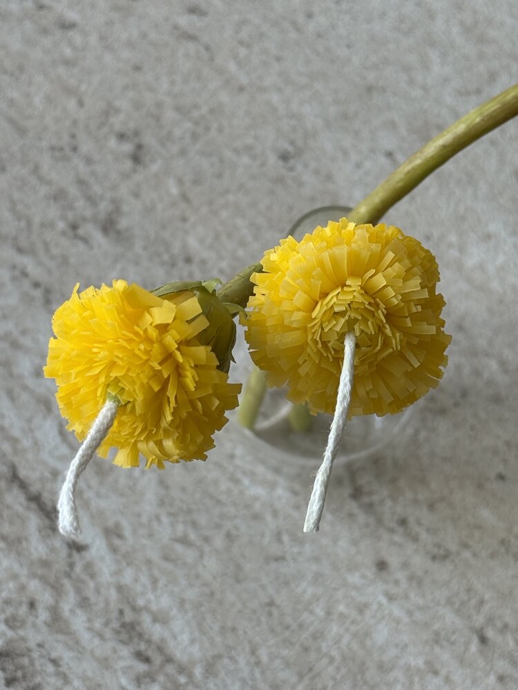 Dandelion Sun