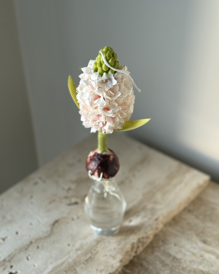 Light Pink Hyacinth