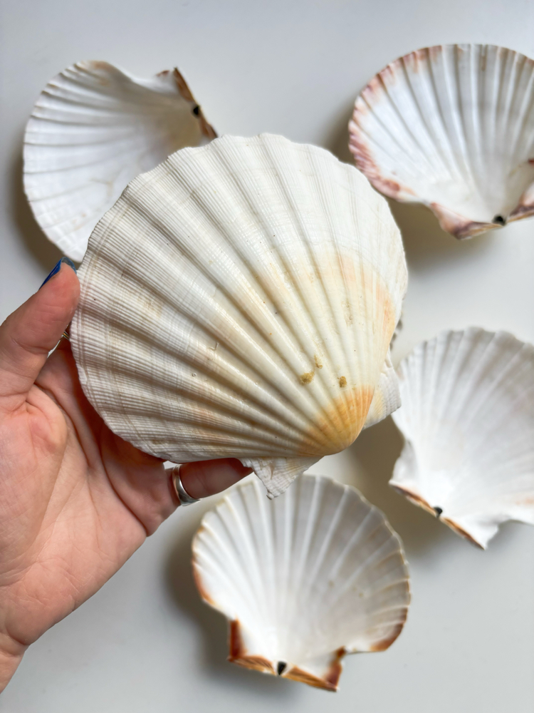 80’s Genuine Seashell Plates 