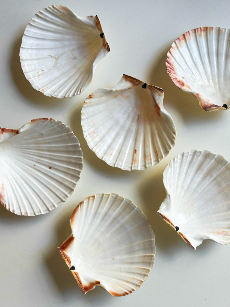 80’s Genuine Seashell Plates 
