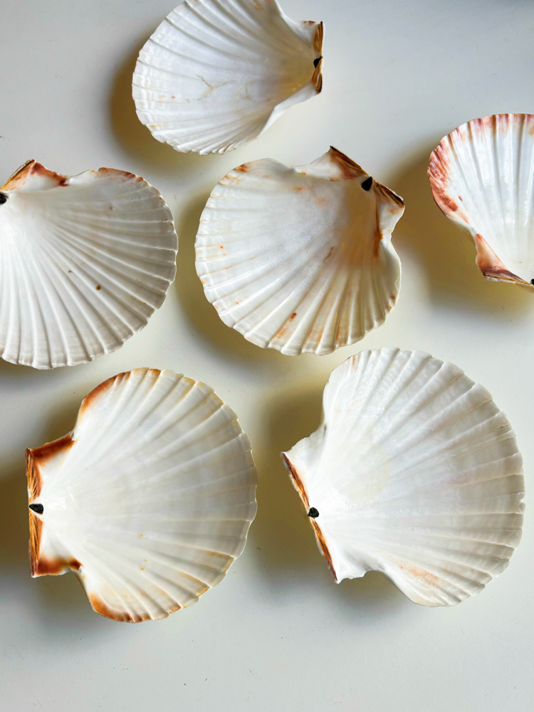 80’s Genuine Seashell Plates 