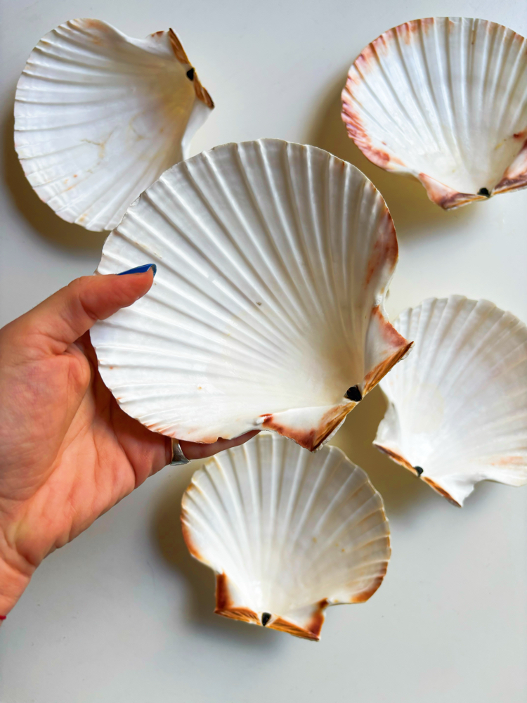 80’s Genuine Seashell Plates 