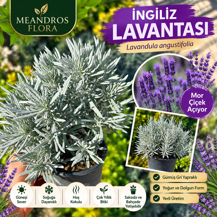 İNGİLİZ LAVANTASI (Lavandula angustifolia)