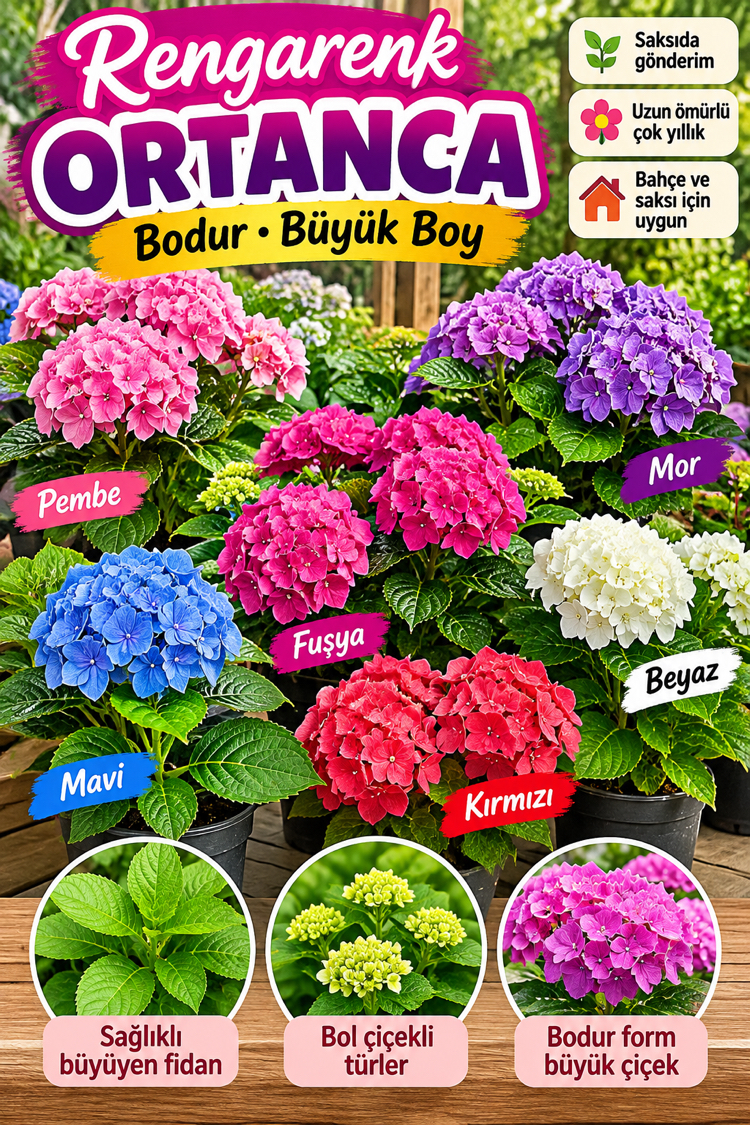 Bodur ortanca ithal
