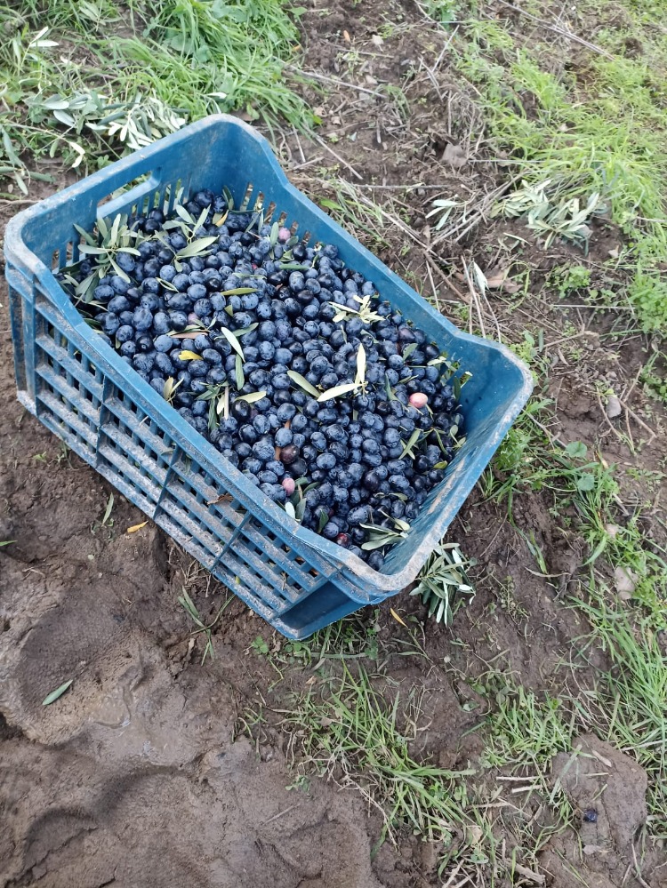 Gemlik Salamura Siyah Zeytin(S) [4kg-26kg]