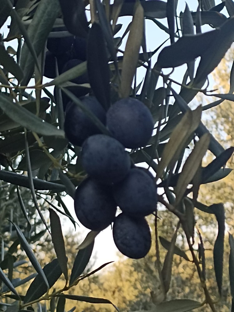 Gemlik Salamura Siyah Zeytin(S) [4kg-26kg]