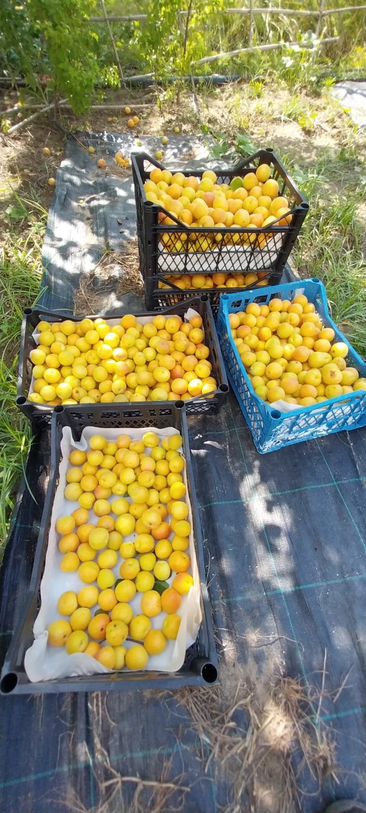 4 AL 3 ÖDE reçel & marmelat