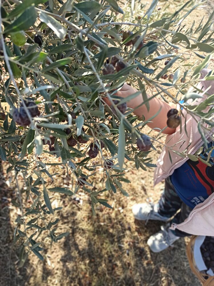 Doğal siyah zeytin