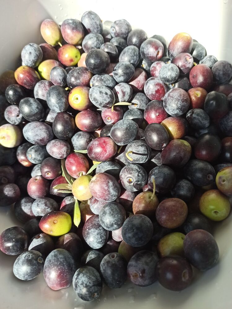 Doğal siyah zeytin