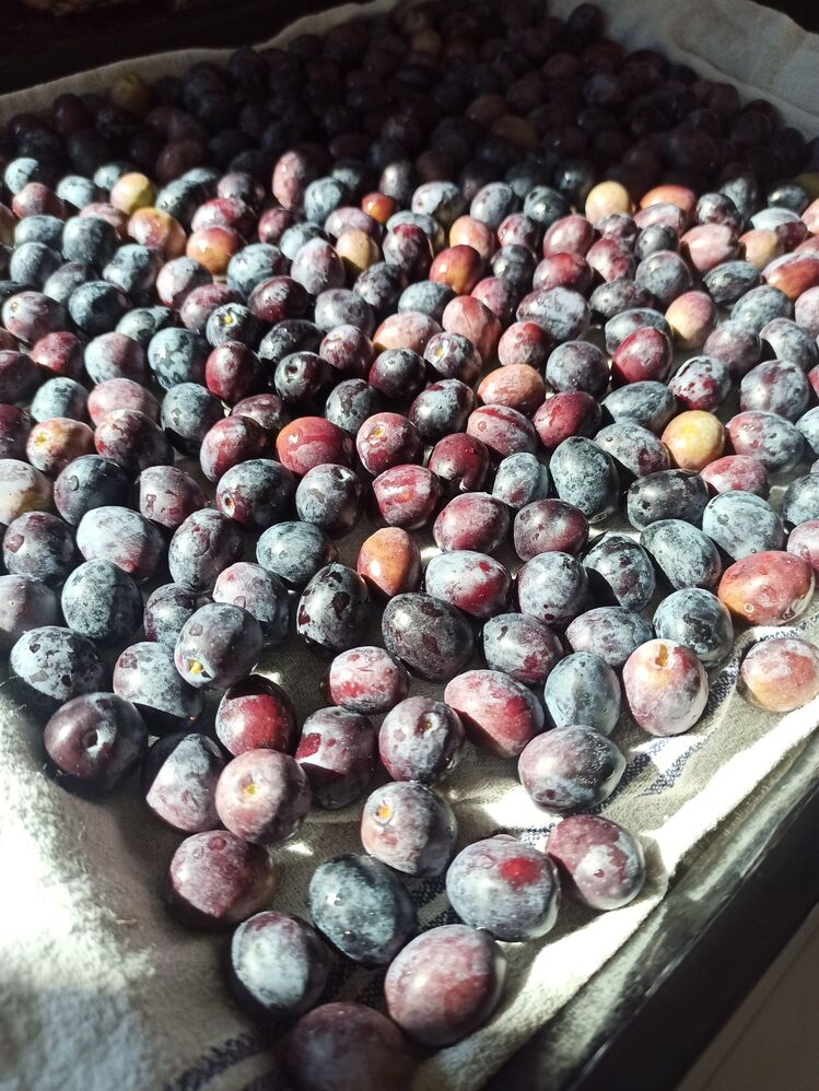 Doğal siyah zeytin