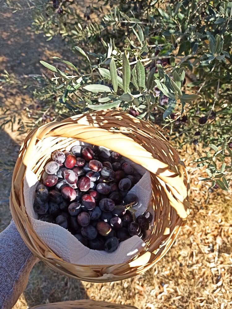 Doğal siyah zeytin