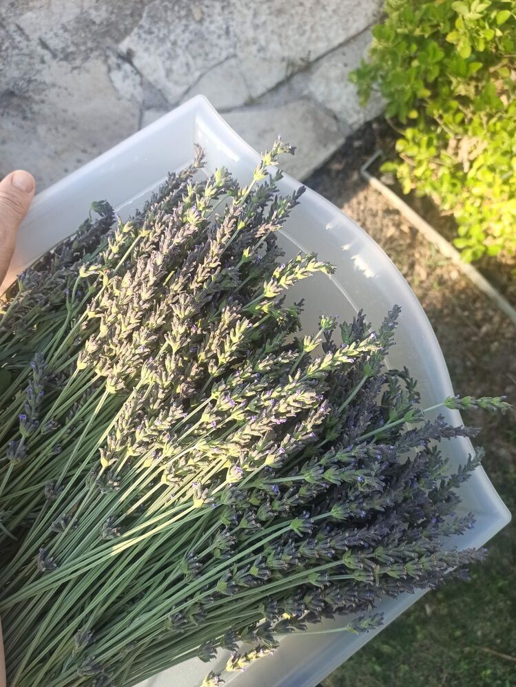 Lavanta Demeti