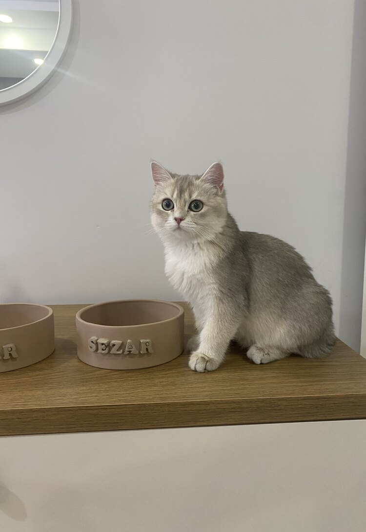 Meow Kedi Mama/Su Kabı (Özel İsimli)