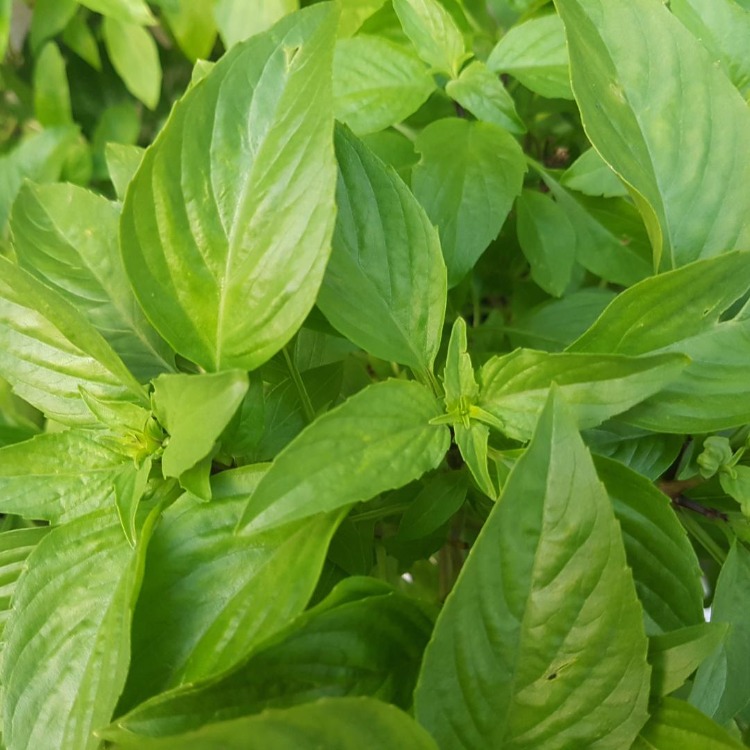 Basil Mix Tohum Çimlendirme Seti
