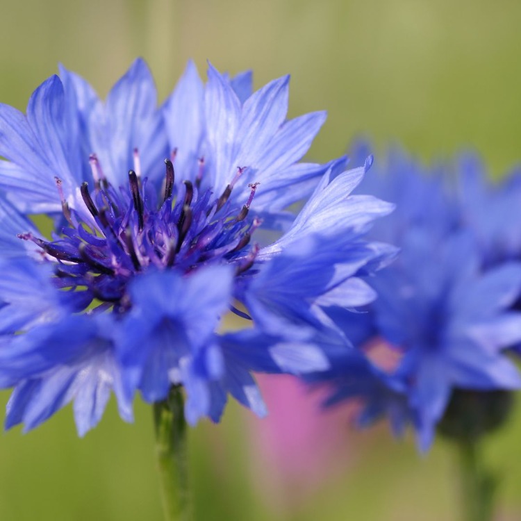 All-Purpose Flower Mix Tohum Çimlendirme Seti