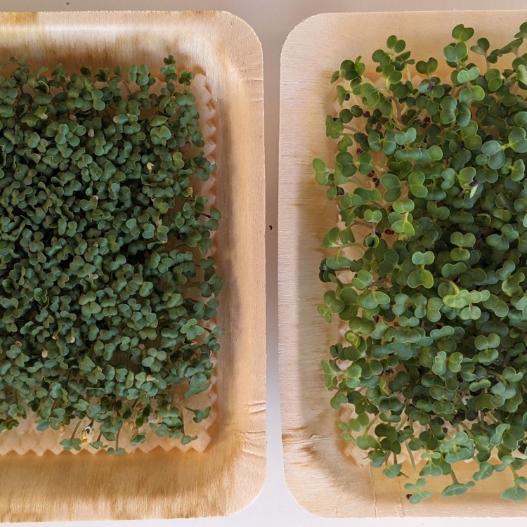 Pak Choi & Wasabi Mikro Filiz Yetiştirme Seti