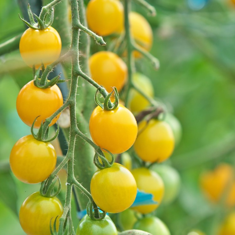 Tomato Mix Tohum Çimlendirme Seti