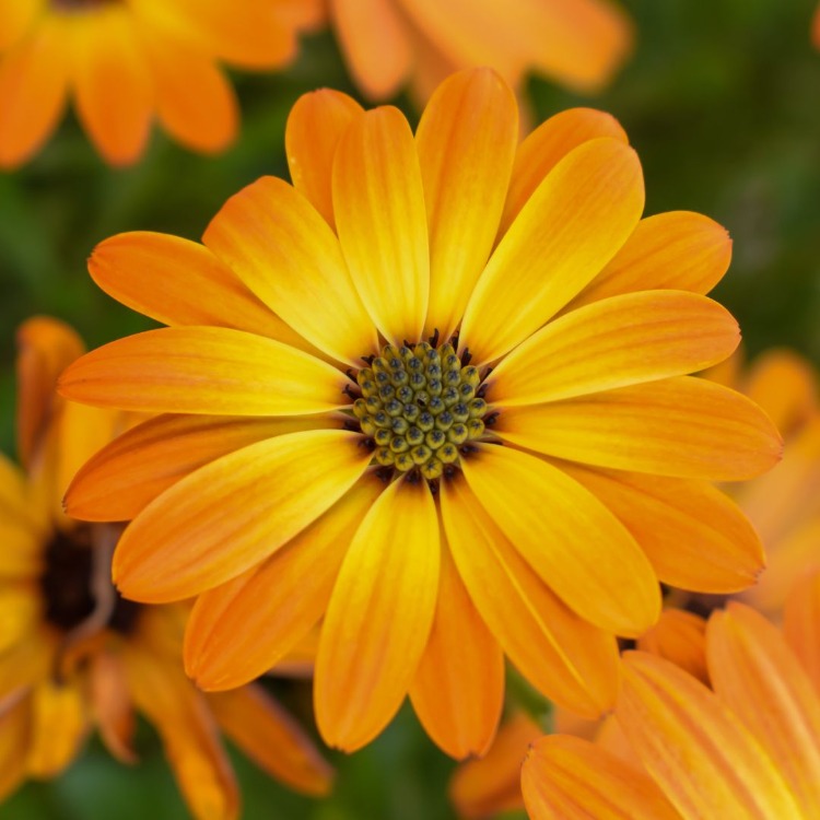 All-Purpose Flower Mix Tohum Çimlendirme Seti