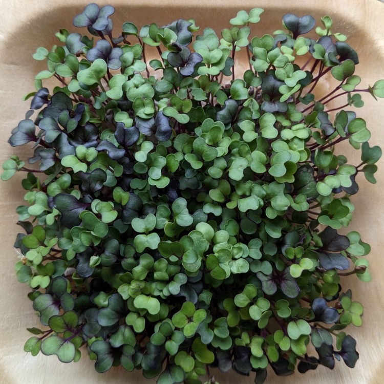 Salad Mix Mikro Filiz Yetiştirme Seti