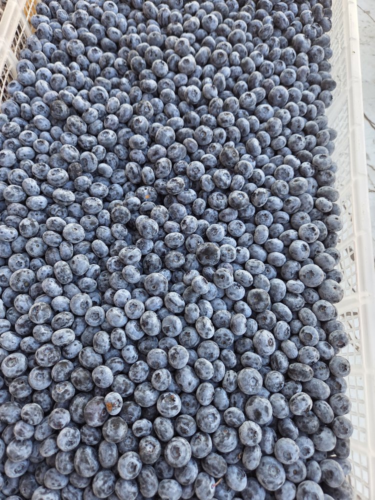 Yaban Mersini Blueberry (1 adet)