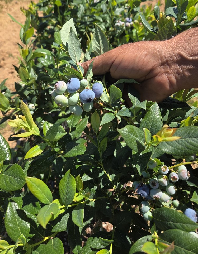 Yaban Mersini Blueberry (1 adet)