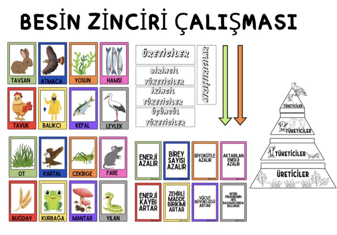 BESİN ZİNCİRİ ÇALIŞMASI
