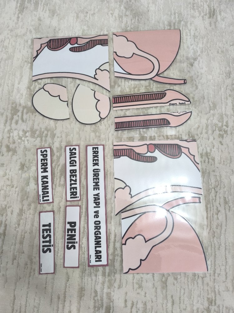 Erkek üreme yapı ve organları