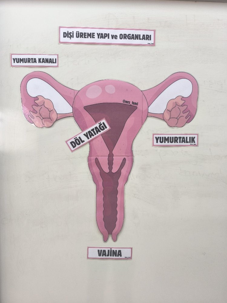 Dişi üreme yapı ve organları