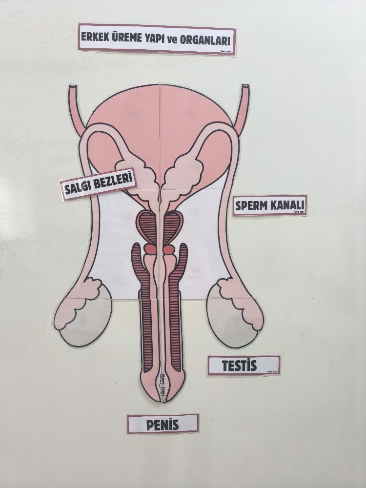 Erkek üreme yapı ve organları