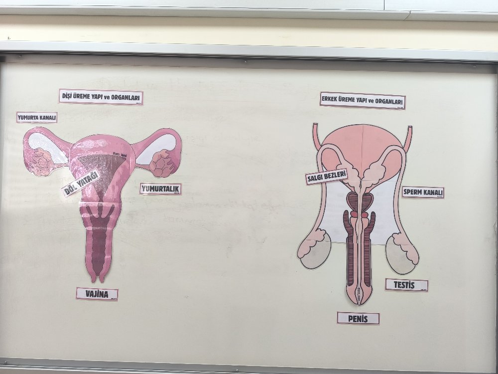 Erkek üreme yapı ve organları