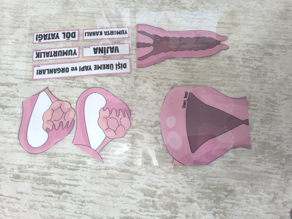 Dişi üreme yapı ve organları
