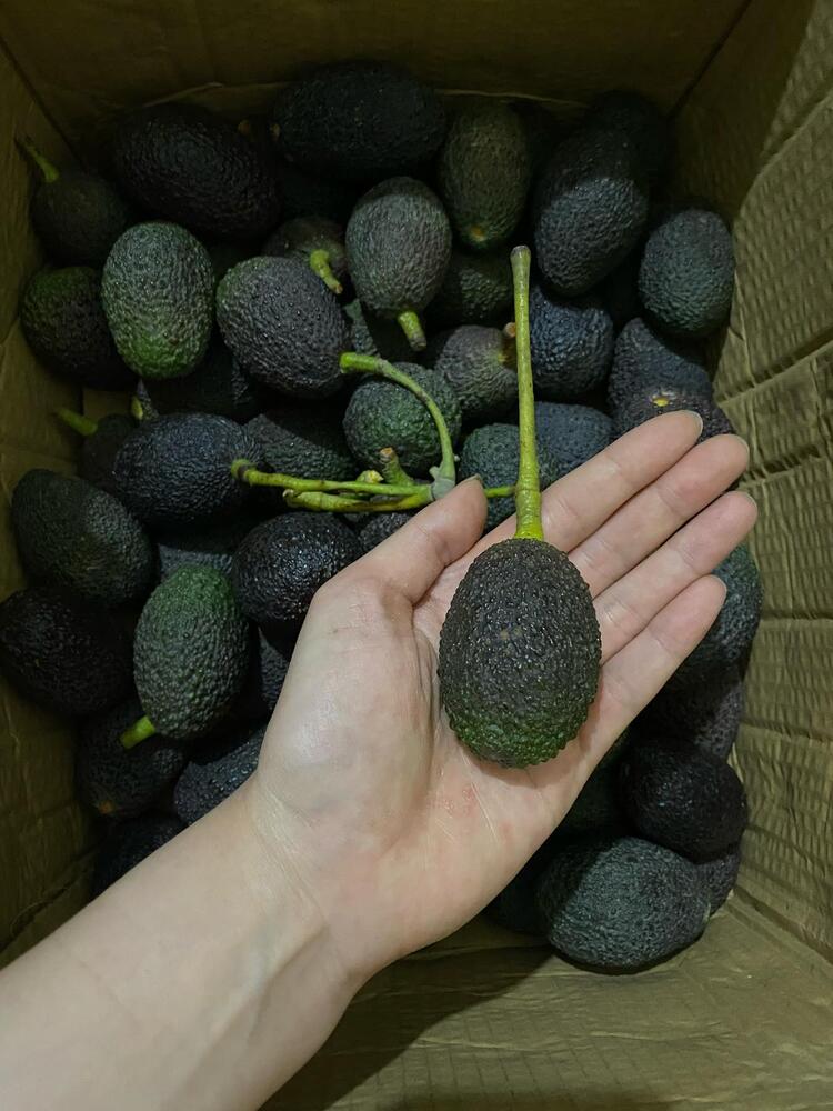 Has Cinsi Avokado Porsiyonluk