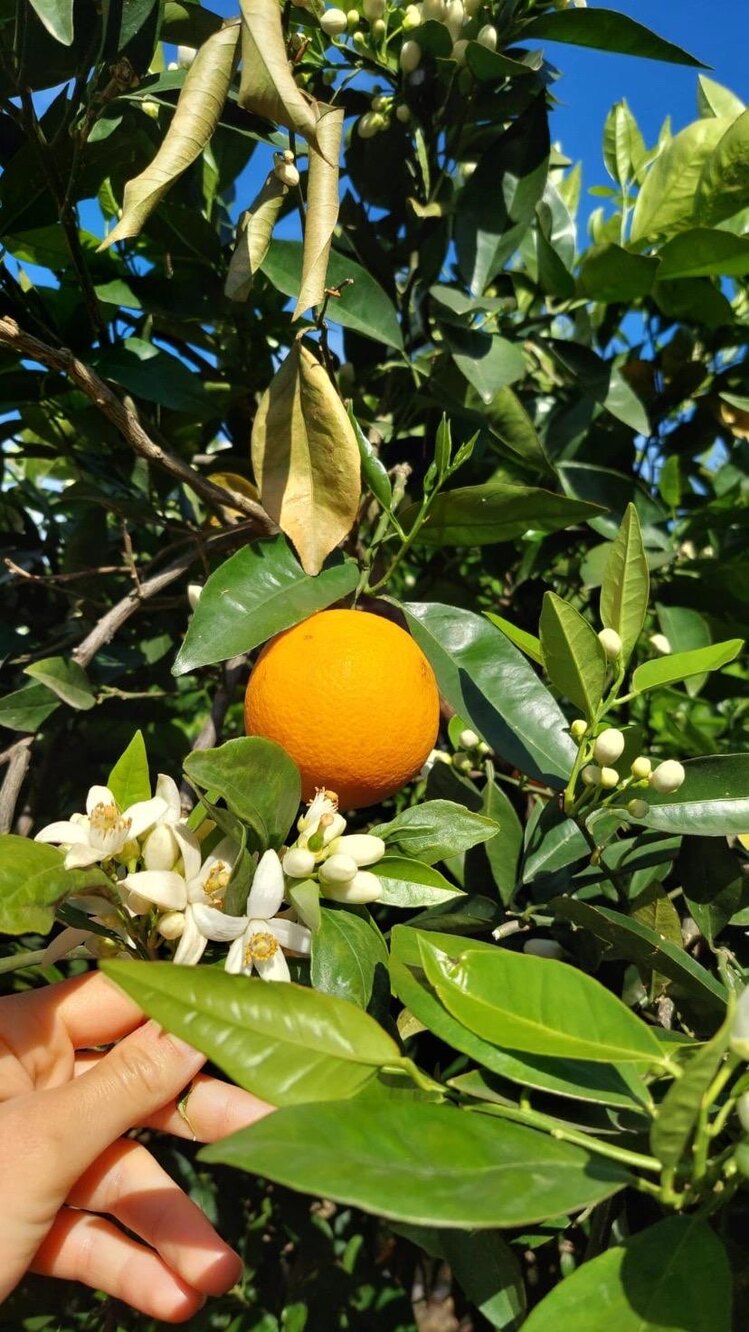 Portakal (1KG)