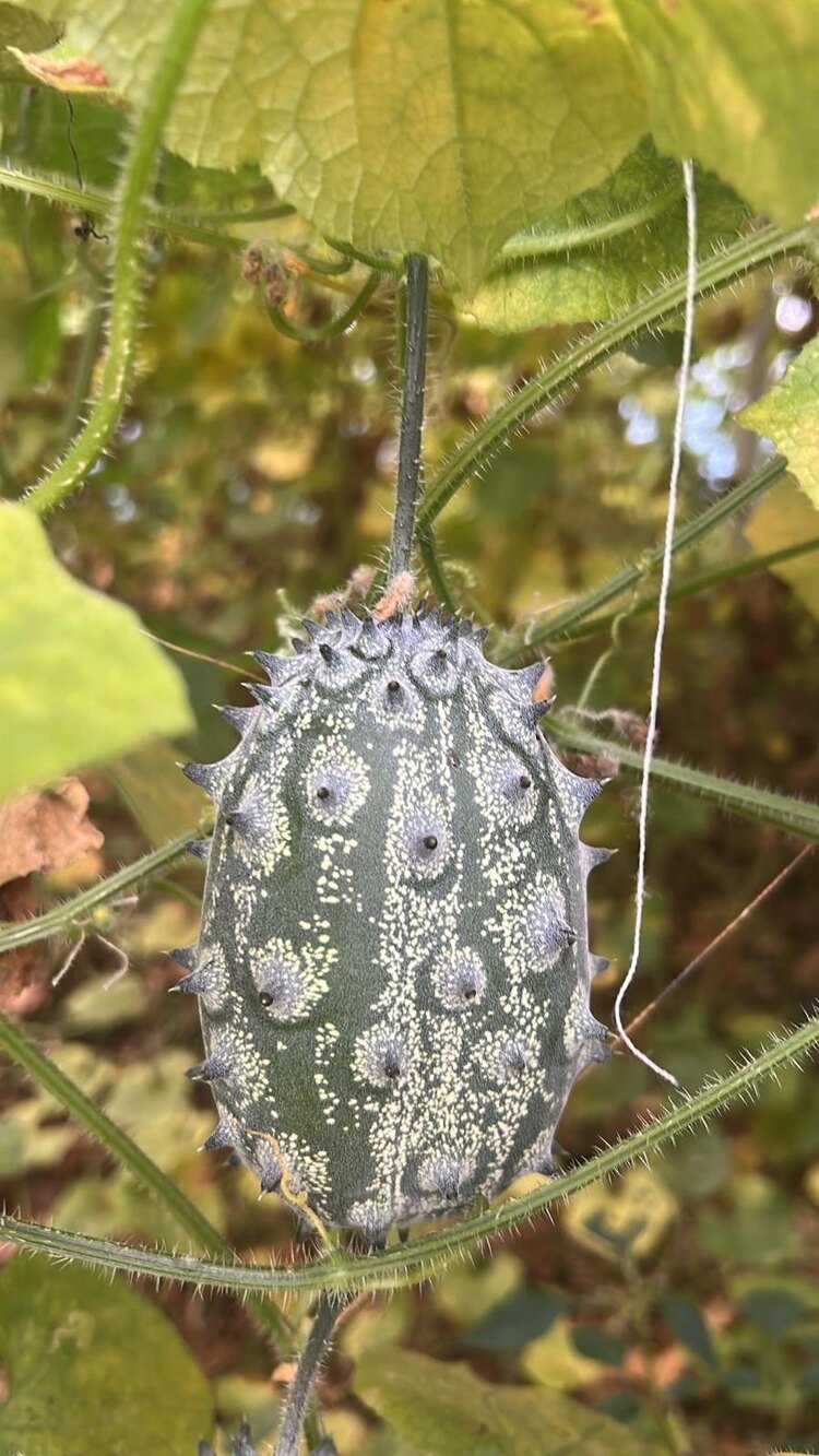 Kiwano (Boynuzlu Kavun)(Adet)