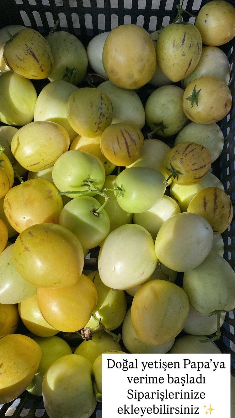 Pepino (Adet)
