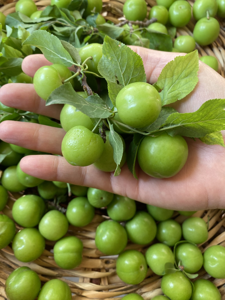 Can Eriği (250GR)
