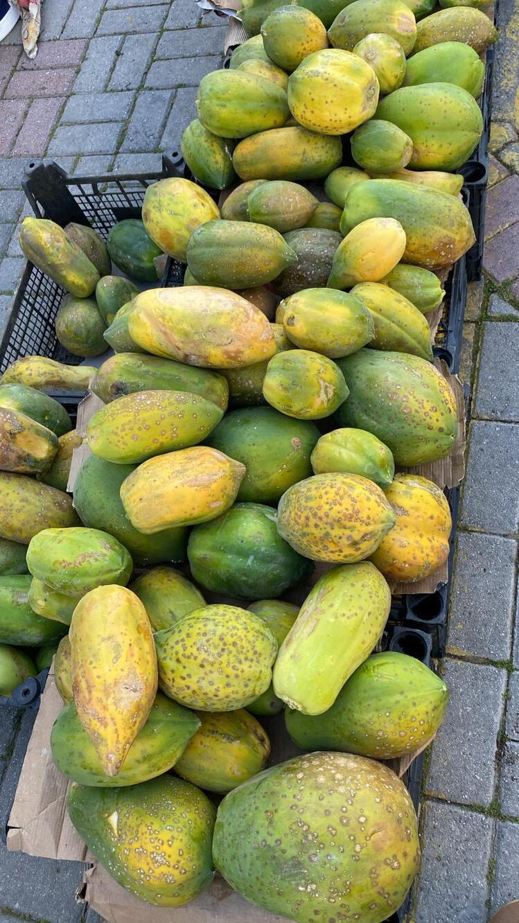 Papaya (Ağaç Kavunu) (Adet)