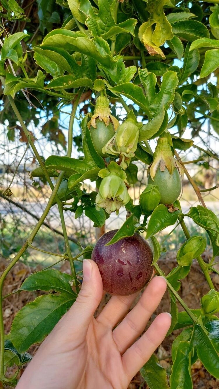 Passiflora (Çarkıfelek)