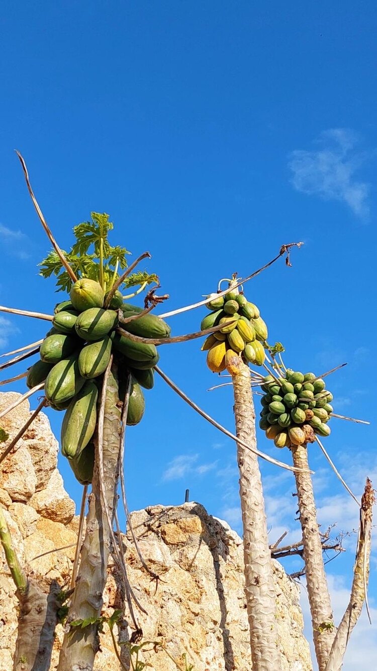 Papaya (Ağaç Kavunu) (Adet)