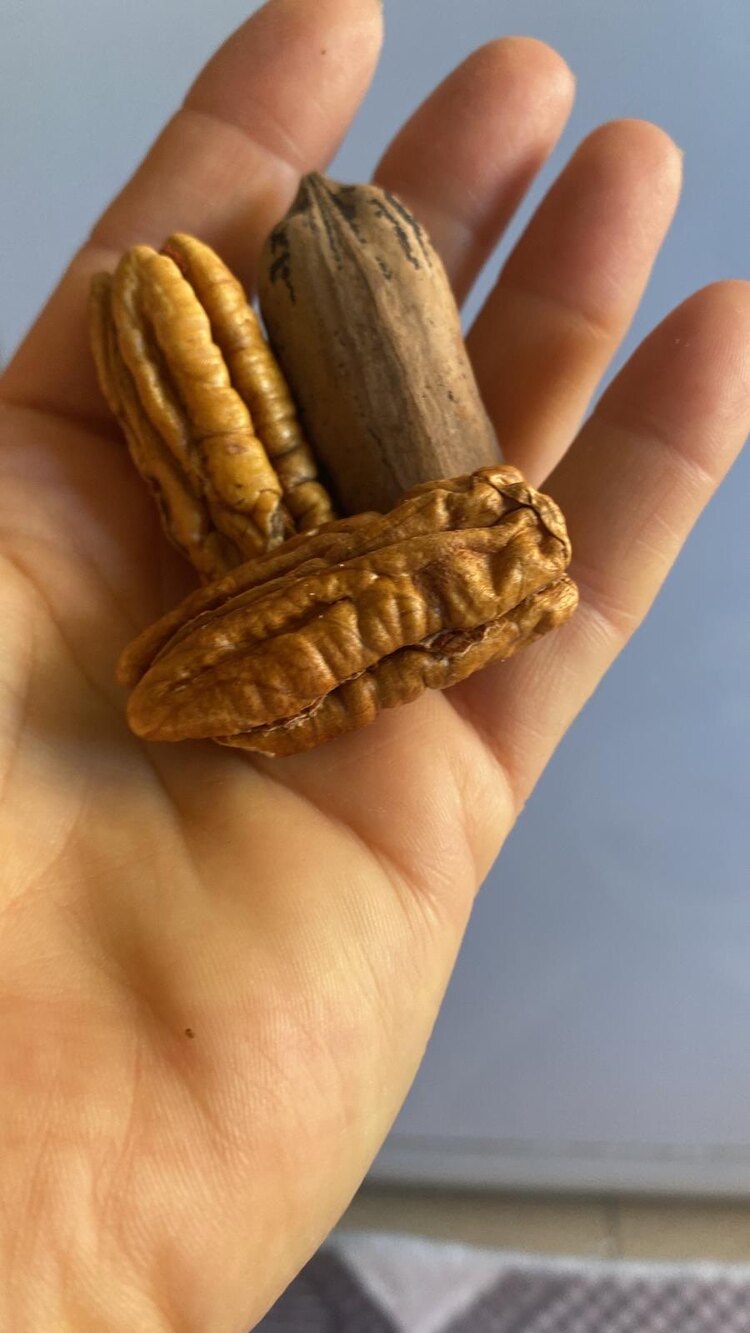 Pikan Cevizi (500GR)