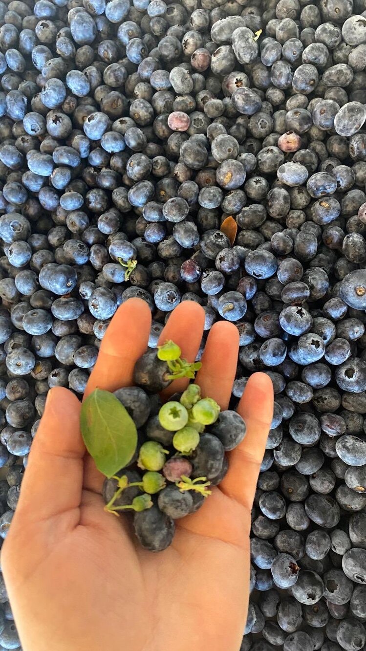 Yaban Mersini (250GR)